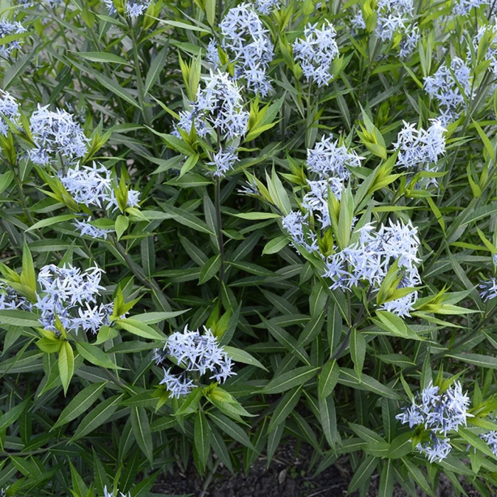 Амсония табермонтана