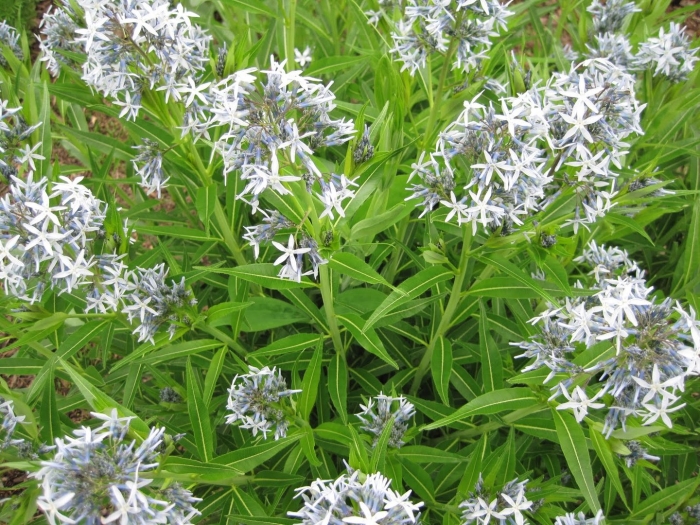 Amsonia tabernaemontana var salicifolia