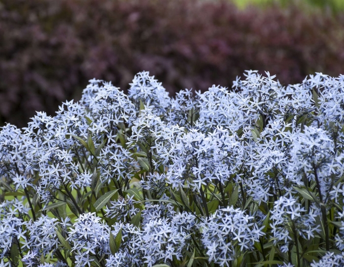 Амсония иволистная