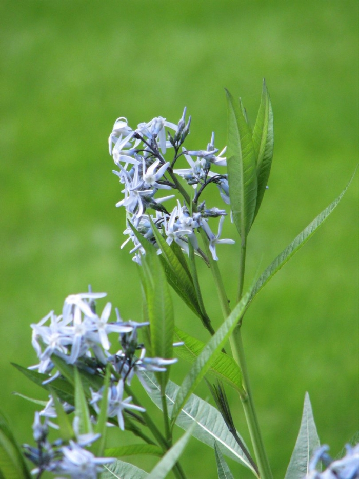 Amsonia orientalis