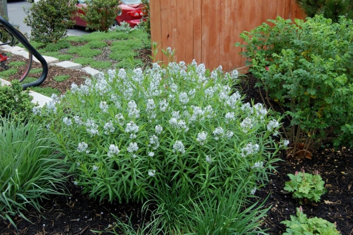 Amsonia tabernaemontana var salicifolia