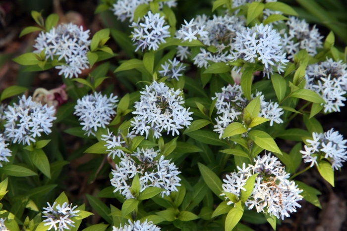 Амсония табермонтана