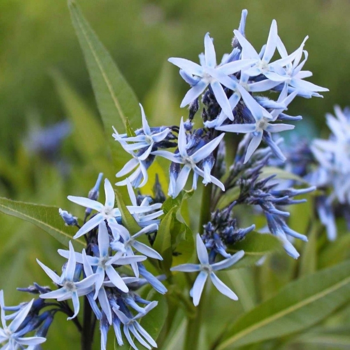 Амсония хабричта