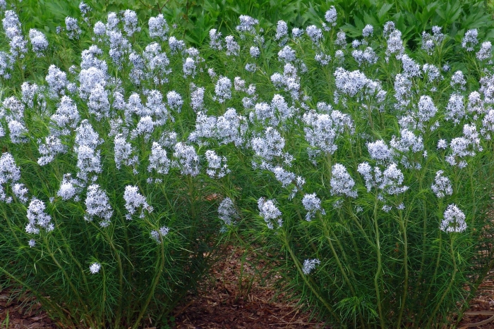 Амсония хабричта