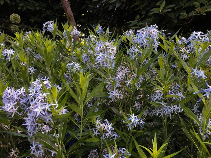 Амсония табермонтана