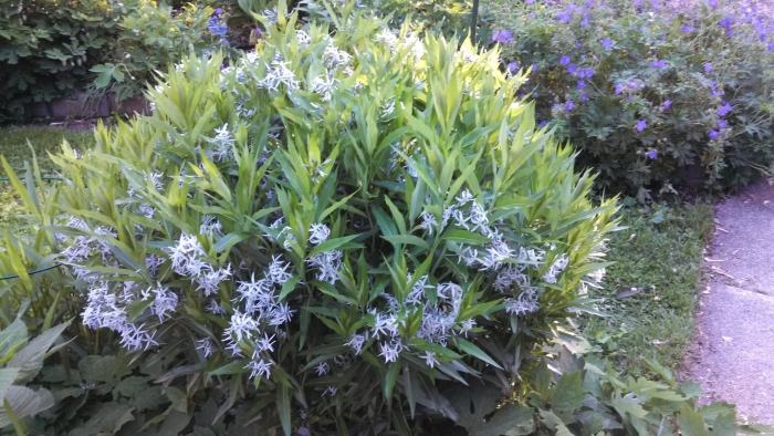 Амсония блю айс