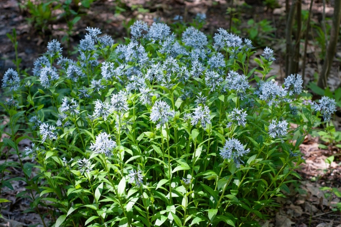 Амсония хабричта