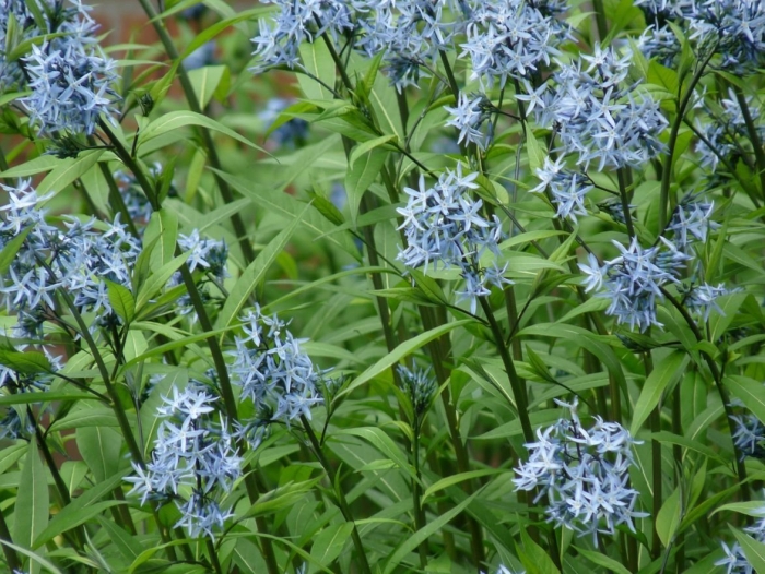 Амсония табермонтана