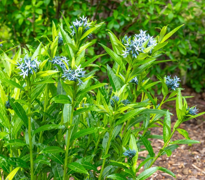 Амсония блю айс