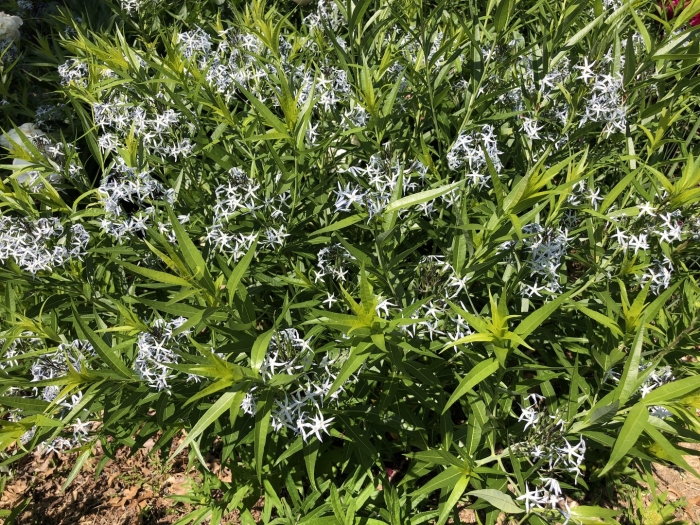 Amsonia tabernaemontana