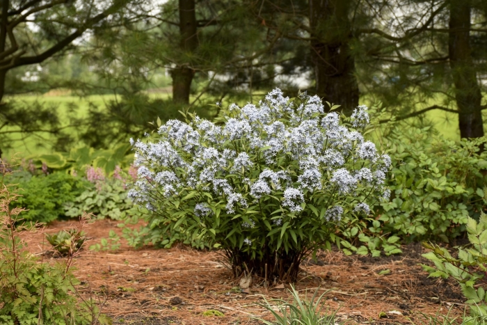Amsonia tabernaemontana var salicifolia