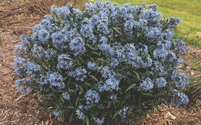 Амсония табермонтана