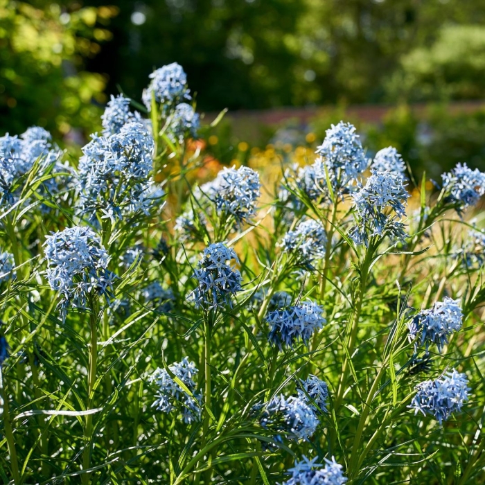 Амсония иволистная
