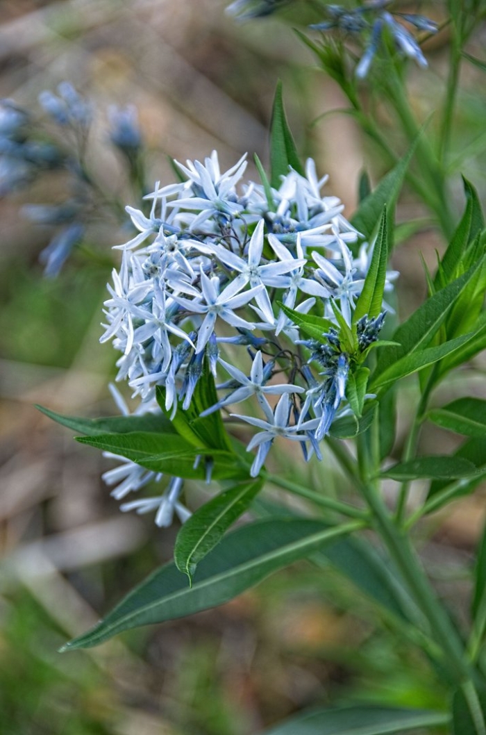 Амсония табернемонтана