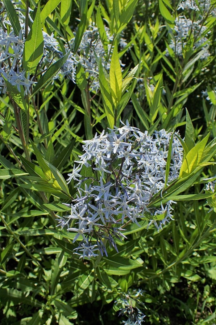Amsonia tabernaemontana