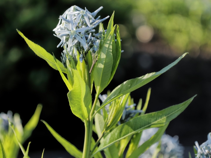 Amsonia tabernaemontana