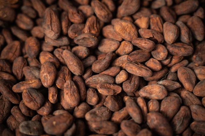 Cacao bean