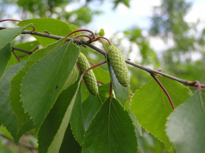 Betula pendula