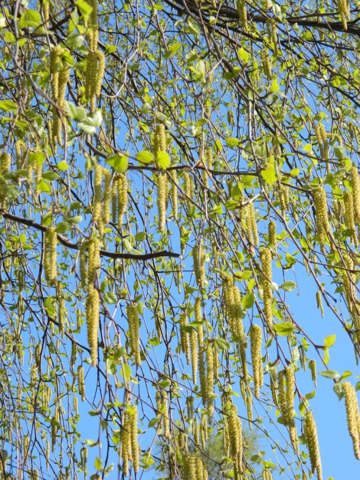 Цветет береза
