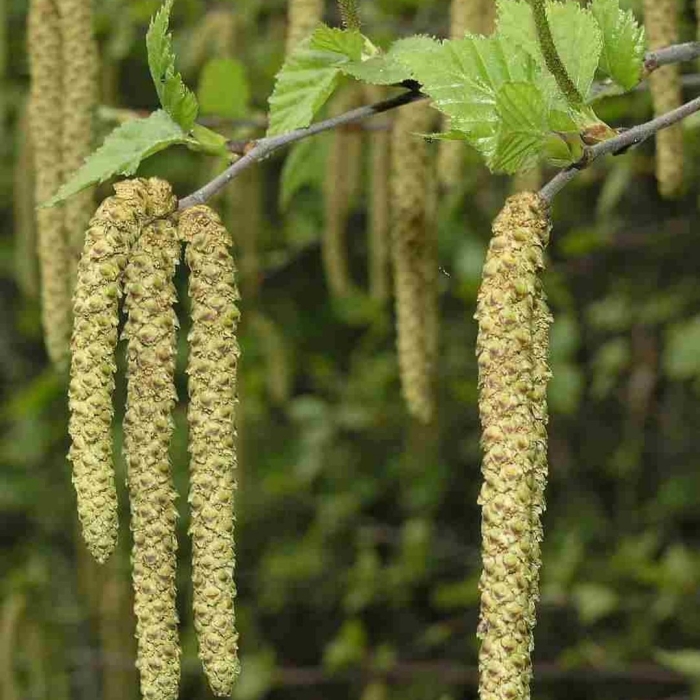 Betula pendula сережки