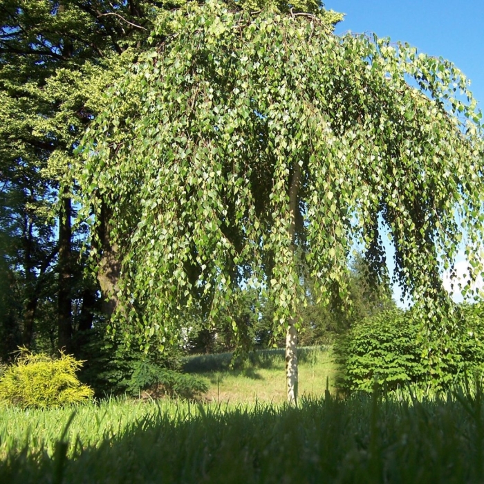 Betula pendula youngii