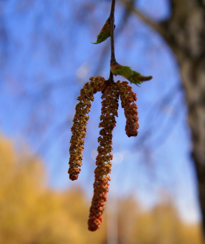 Береза повислая сережки