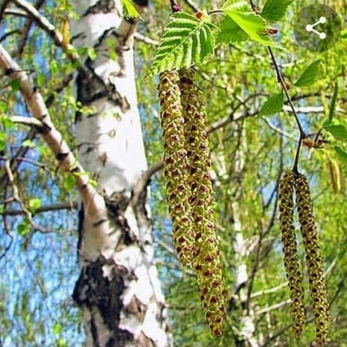 Береза даурская (betula dahurica)