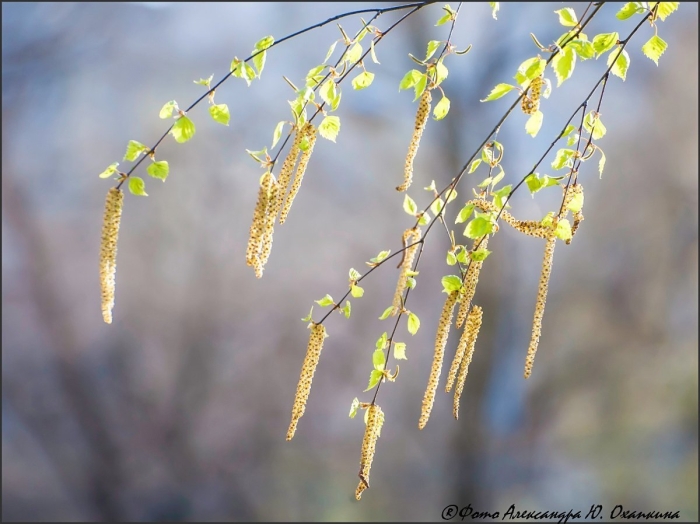 Береза повислая ветка
