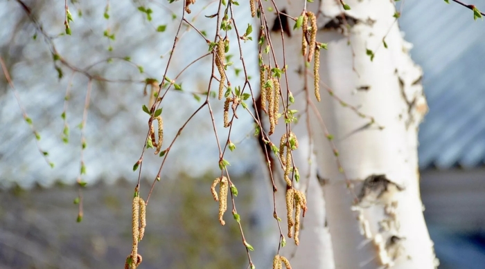 Береза ранней весной