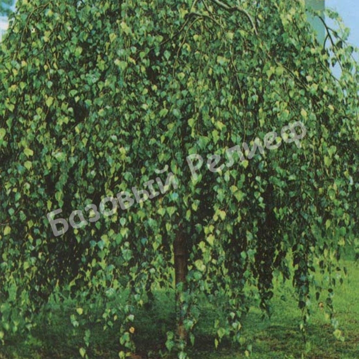 Береза повислая юнги