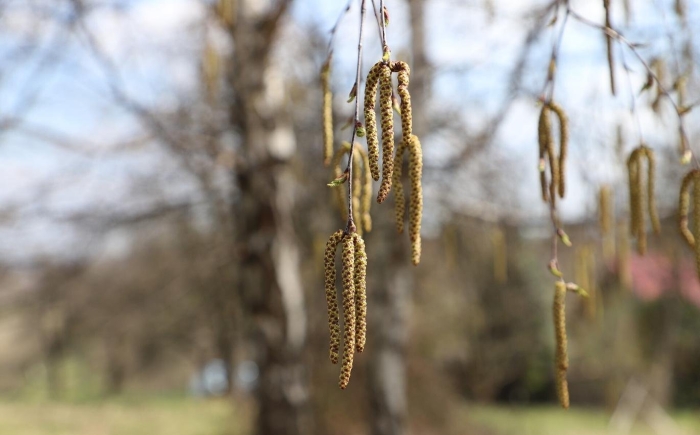 Весенняя береза