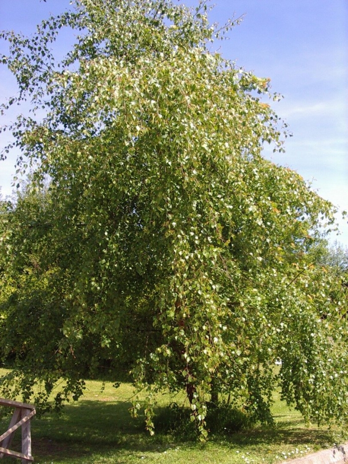 Birch betula pendula