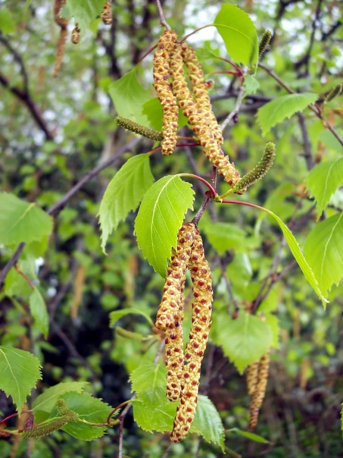 Береза бородавчатая