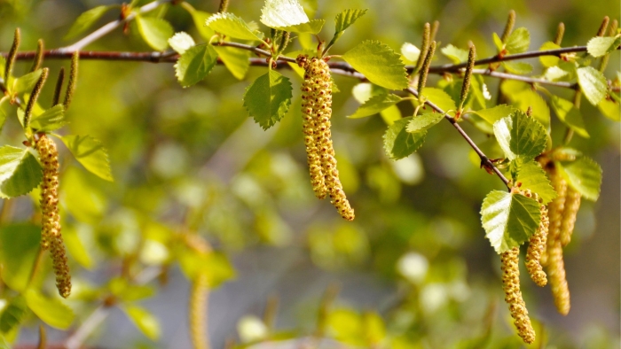Береза бородавчатая цветение