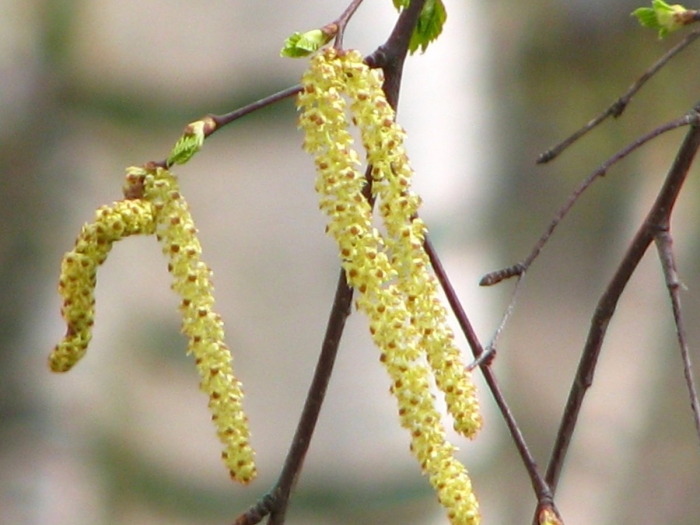 Березовые сережки