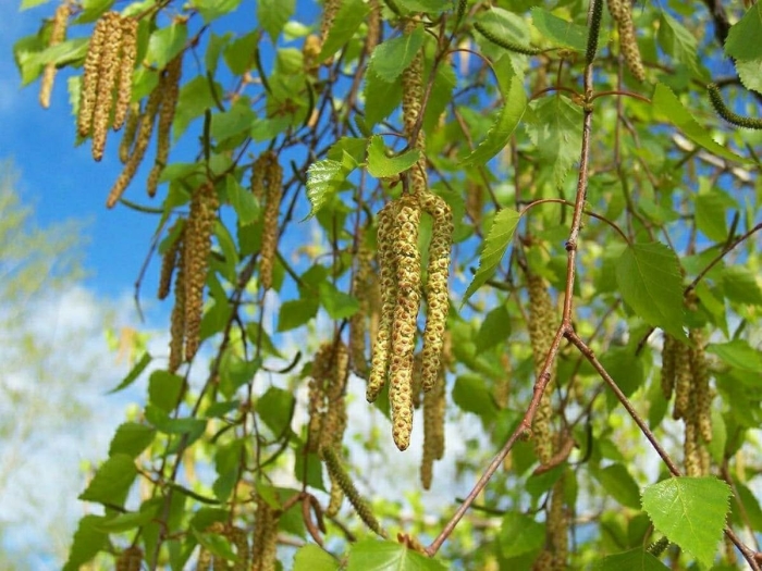 Береза сережки