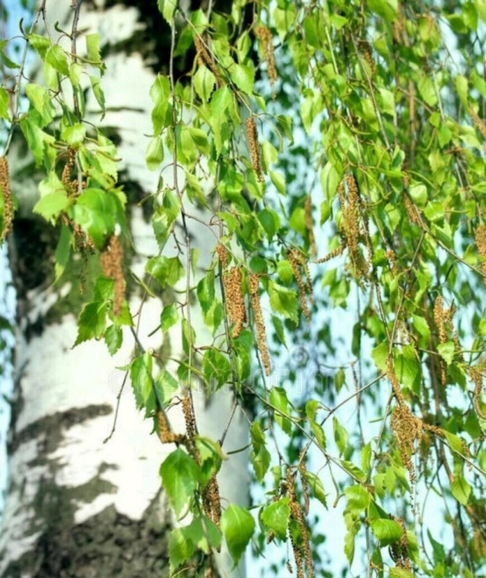 Березовая роща береза повислая