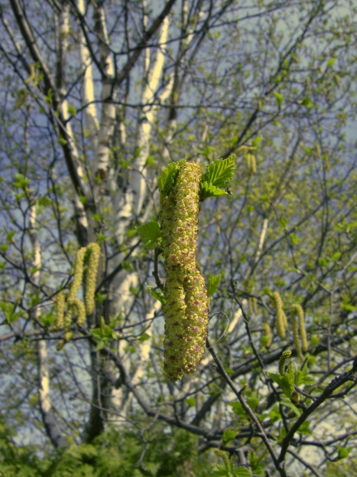 Betula papyrifera