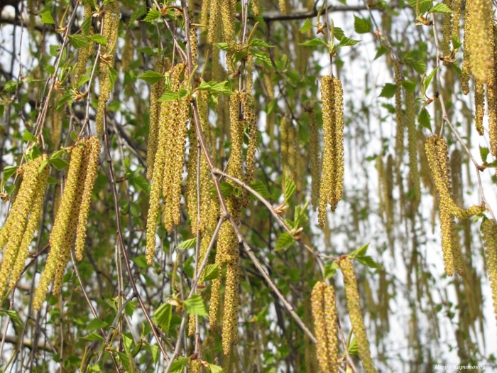 Береза повислая цветение