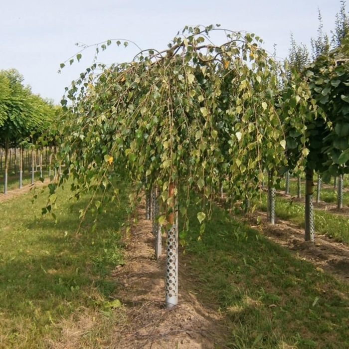 Береза повислая youngii