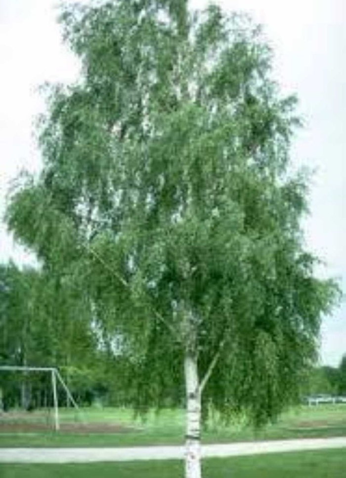 Betula pendula 'gracilis' pa
