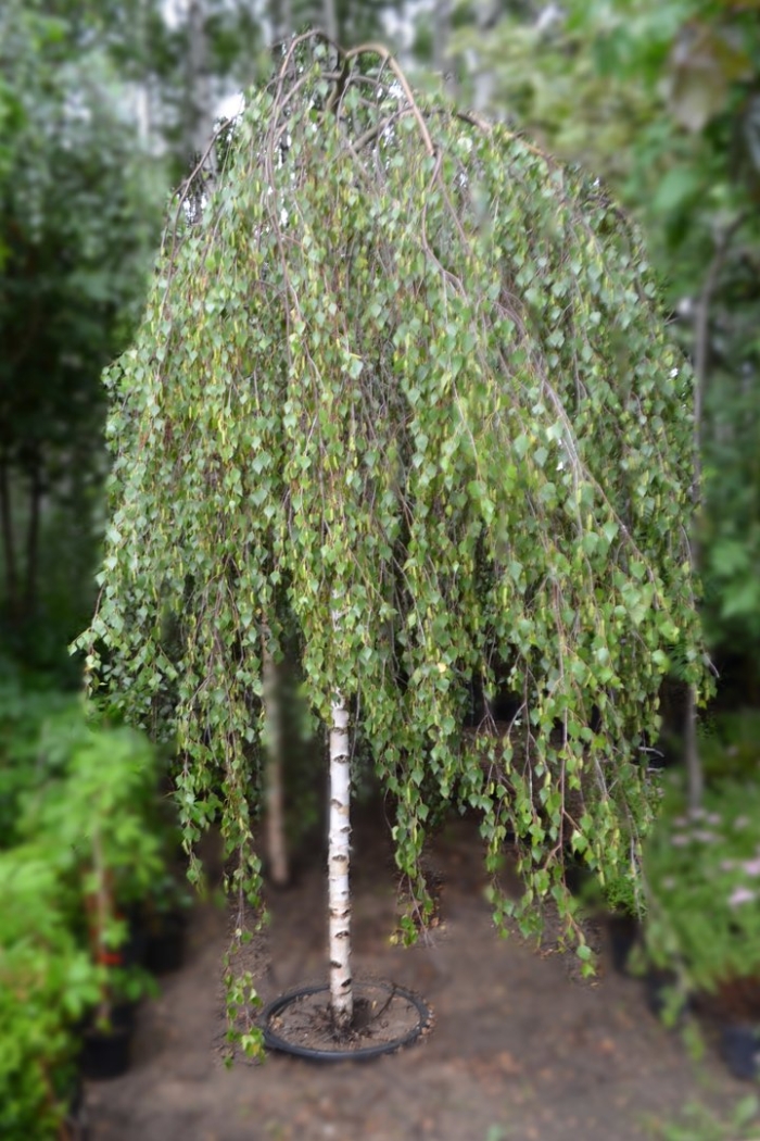 Береза повислая юнги betula pendula youngii