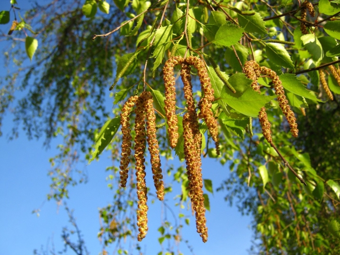 Береза повислая цветение