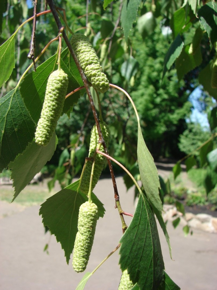 Береза бородавчатая betula pendula