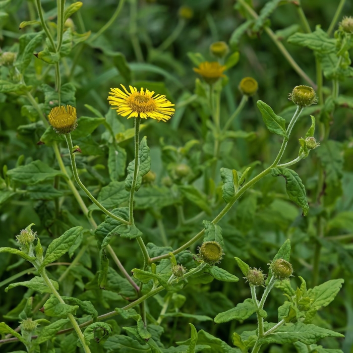 Блошница болотная