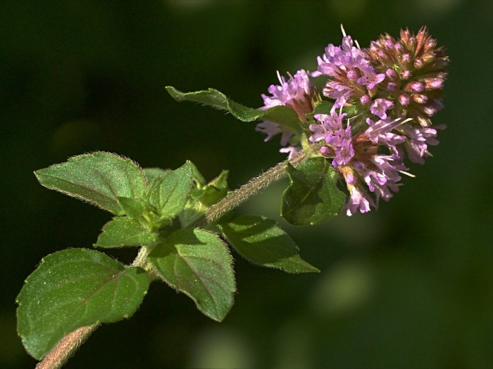 Mentha ×verticillata