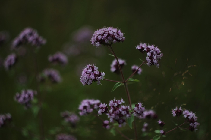 Душица обыкновенная