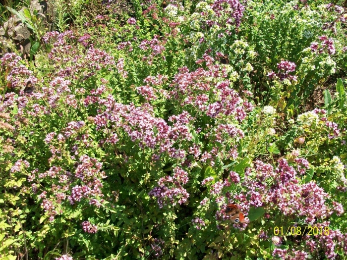 Блошница трава