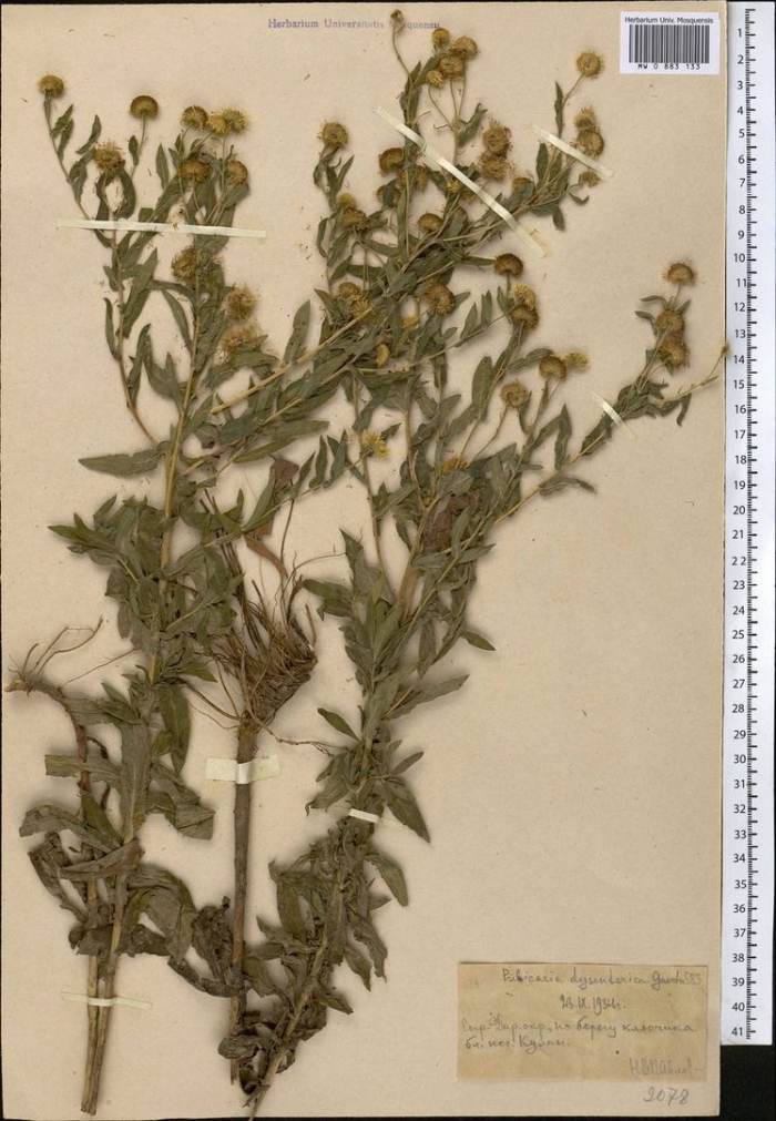 Девясил британский гербарий