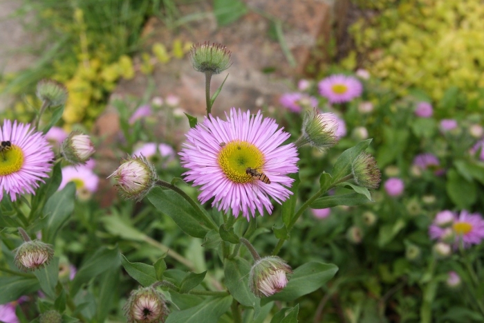 Эригерон карвинского